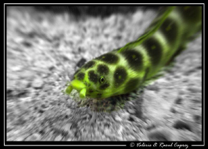 B&W background with a special effect (PS) to give more co... by Raoul Caprez 